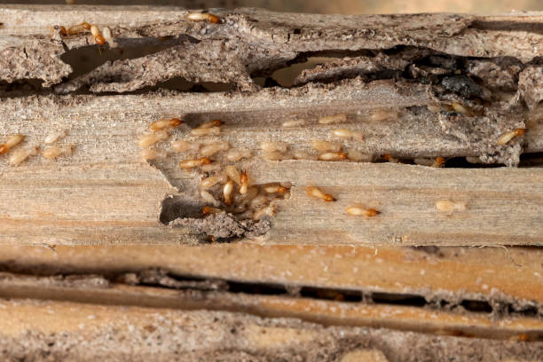 Best Wildlife Control Services  in Hallstead, PA