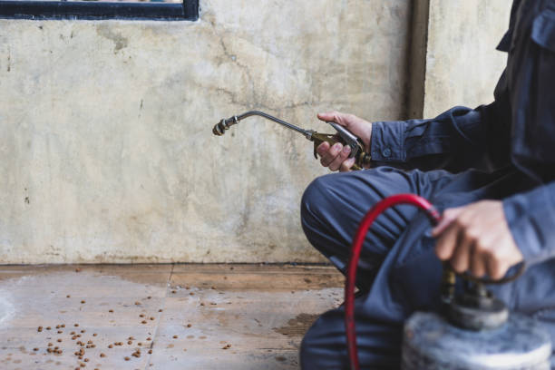Best Termite Control Services  in Hallstead, PA